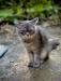 Persian cat